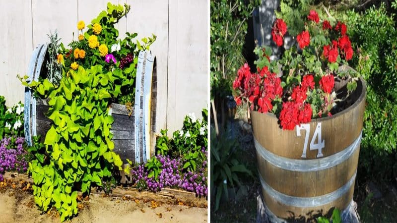 Unleashing Creativity: Innovative Ideas for Whiskey Barrel Planters