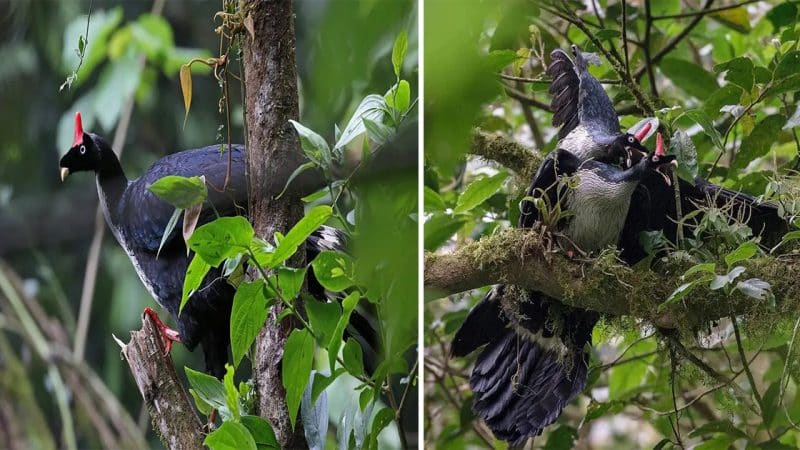 The Majestic Horned Guan: A Striking Bird of the Cloud Forests in Peril