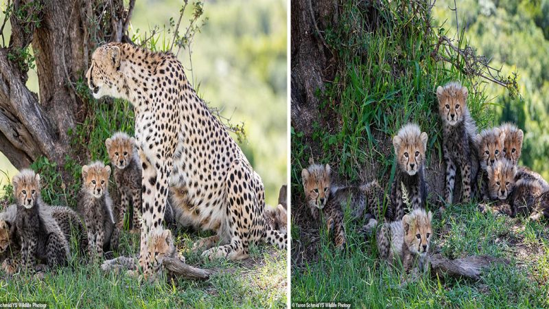 A Miraculous Birth: Cheetah Gives Birth to Giant Litter of Seven Adorable Cubs, Escaping the Clutches of a Lioness