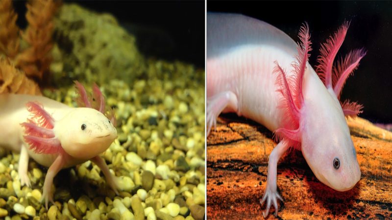 The Fascinating Axolotl: Nature’s Extraordinary Creature