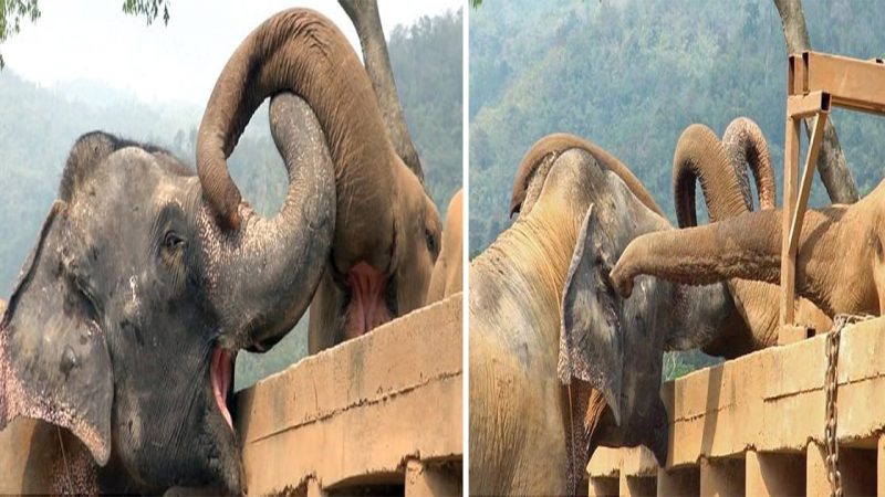 Heartwarming Moment: Blind Elephant Welcomed by Her New Herd for the First Time