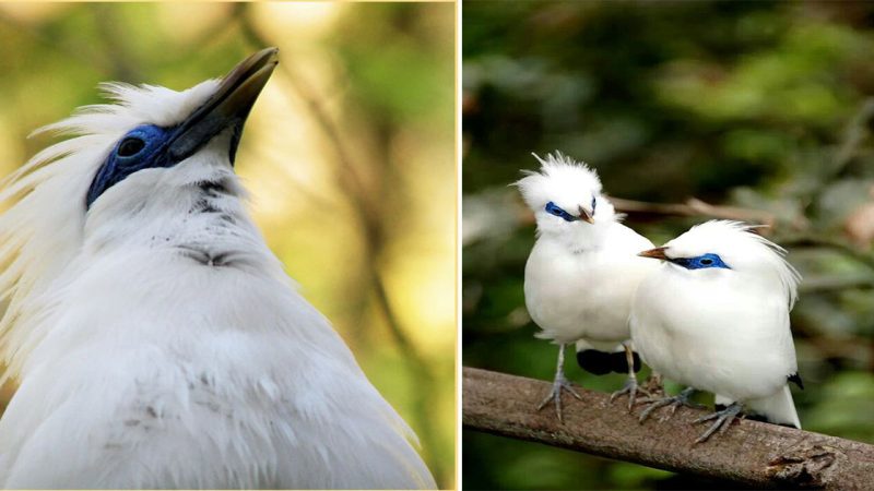 The Bali Myna: Preserving the Majestic Beauty of a Critically Endangered Bird