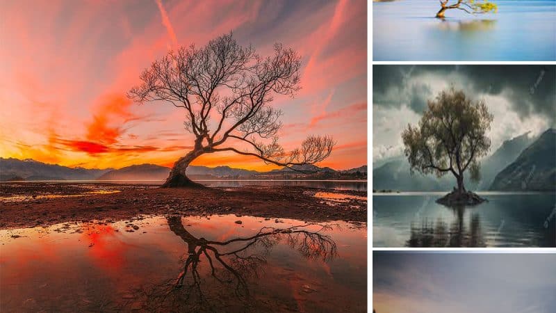 The Majestic Vertical Panorama: The Tree of Wanaka, New Zealand