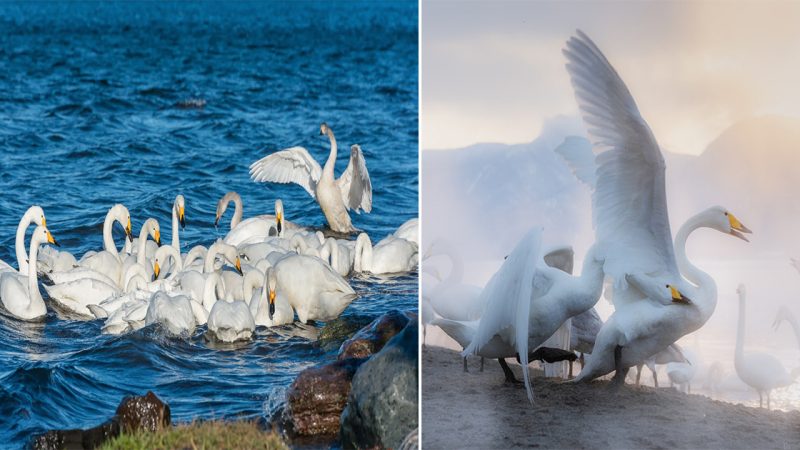 Whooper Swans at Kussharo Lake, Hokkaido.