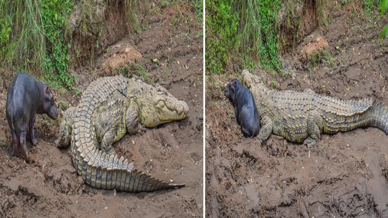 Unlikely Harmony: The Astonishing Encounter Between a Baby Hippo and a Massive Crocodile