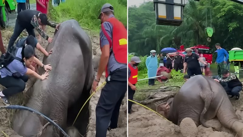 The Miraculous Rescue of the Elephant Trapped in a Pit