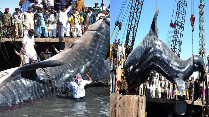 Fisherman Encounters Colossal ‘Sea Monster’ in Eastern China: Could it be a Whale Shark