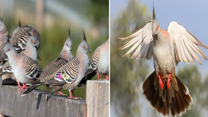 The Crested Pigeon: Graceful Beauty of the Avian World