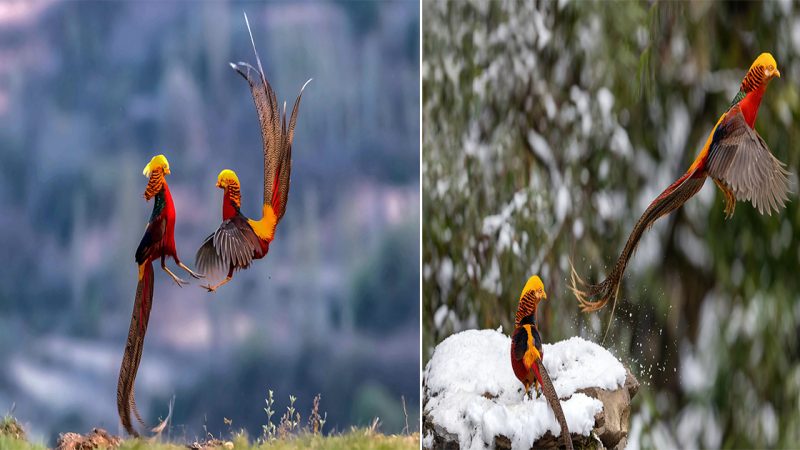 The Majestic Splendor of the Golden Pheasant: A Glimpse into Nature’s Artistry