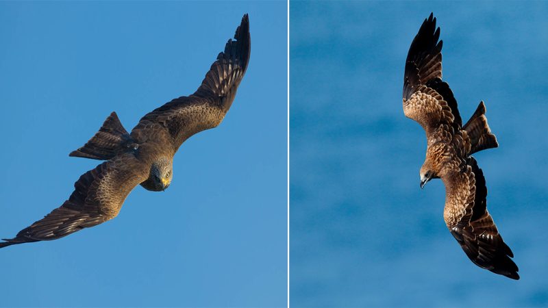 The Black Kite: A Majestic Raptor Soaring the Skies