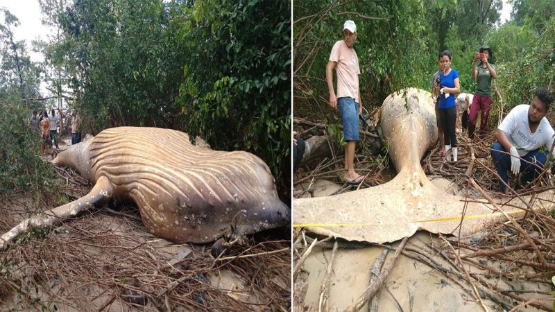 Mysterious Discovery: 36-Foot-Long Whale Found in Brazil’s Remote Jungle, Far from its Natural Habitat