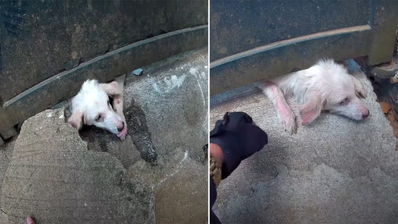 Rescuing Hope: A touching story of saving a helplessly  dog trapped under a heavy gate