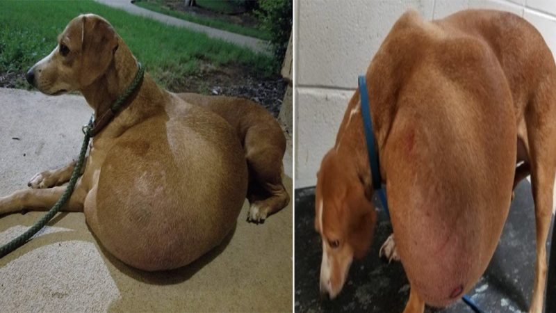 Resilience and Redemption: Journey to rescue pregnant abandoned dog desperate for help