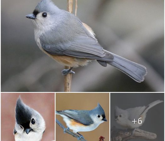 The Dynamic Tufted Titmouse: A Glimpse into North America’s Avian Charmer