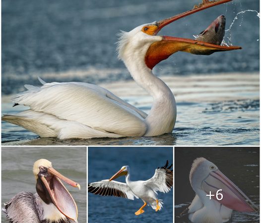 Unveiling the Remarkable Pelican: Nature’s Weirdest Beak