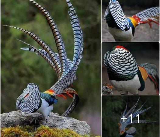 Unveiling the Vibrant Splendor of Lady Amherst’s Pheasant: A Himalayan Mountain Jewel