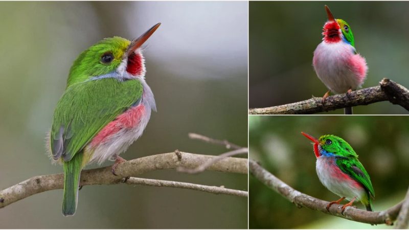 The Enchanting Cuban Tody: Caribbean’s Feathered Gem