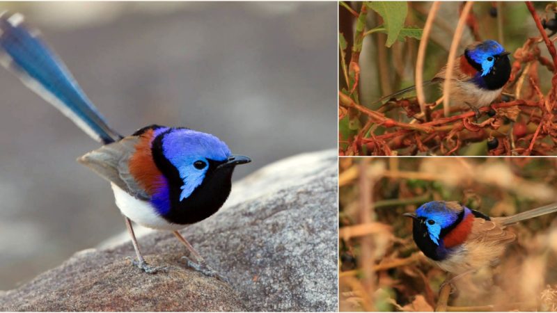 Unveiling the Enchanting Variegated Fairy-Wren: A Symphony of Iridescent Hues