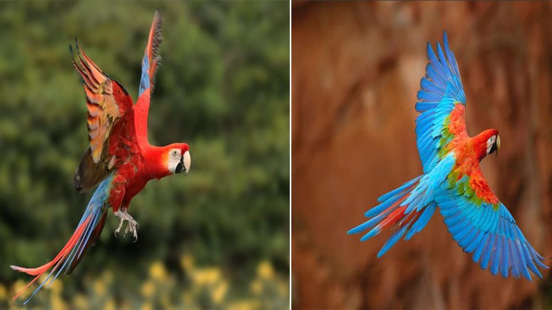 Graceful Majesty: Exploring the Captivating World of the Red-and-Green Macaw