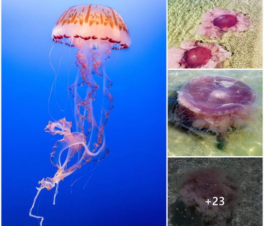 Beware of the Pink Meanies: Rare Jellyfish Species Wash Up on Gulf Coast