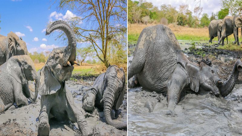 A Fantastic Mud-filled Journey: Delightful Young Elephants Beating the African Heat