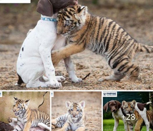 Unlikely Companionship: Young Tiger Finds a Lifelong Friend in a Lonely Moment