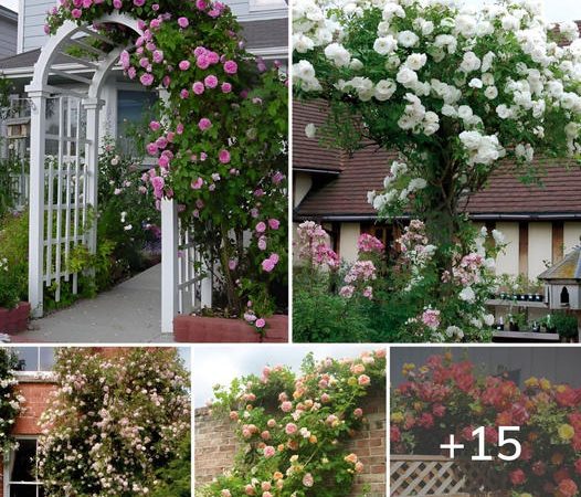 Best 15 Climbing Rose Flowers On Trellis Ideas