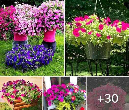 30 Great Garden Ideas With Our Favorite Petunia