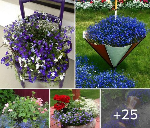 Lobelia: An amazing flower for pot and garden