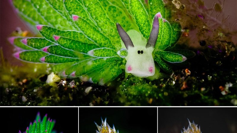 Meet the Adorable Underwater Star: The Bali Fluorescent Sea Slug