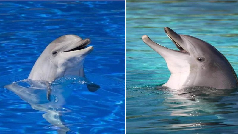 The Joyful World of Dolphins: A Splash of Fun and Frolic