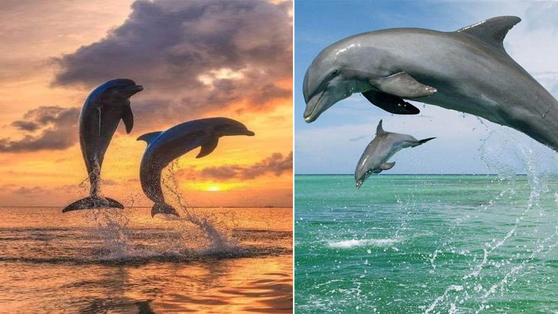 Diving into the Wonders of Dolphins