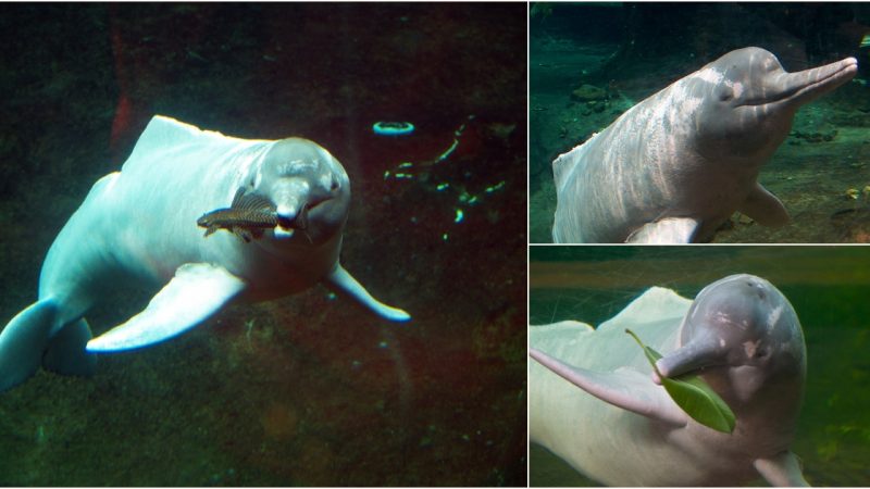 The Amazon River Dolphin (Inia geoffrensis humboldtiana): Enchanting Aquatic Ambassadors of the Amazon