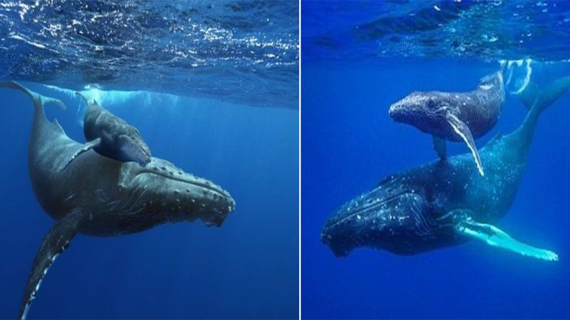 A Glimpse into the Graceful World of Beautiful Mother Whales and Their Calves