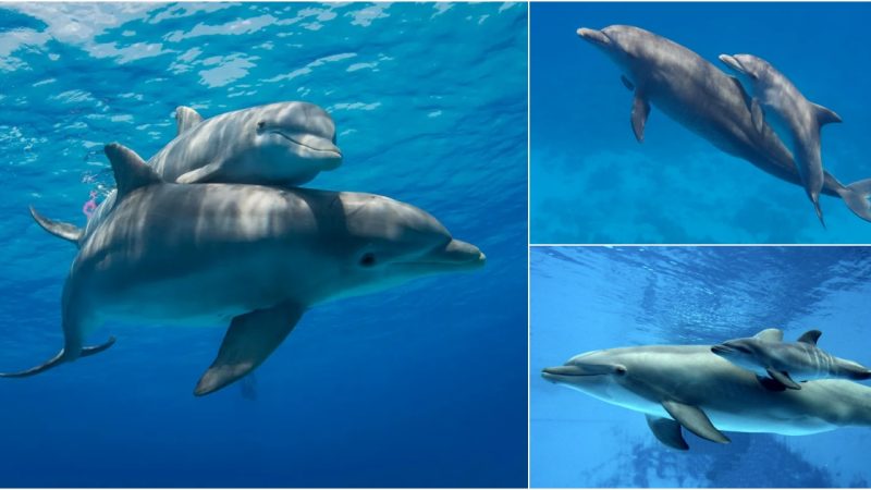 The Birth of Dolphins: Guardians of the Ocean