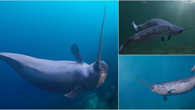 The Enigmatic Narwhal: Unraveling the Mysteries of the Unicorn of the Sea