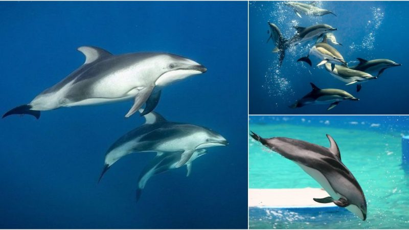 Facing the Risk: Protecting Peale’s Dolphins and Their Habitat