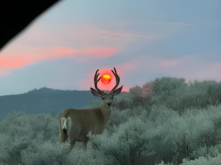 Deer and Sunset: A Captivating Photo Hours in the Making