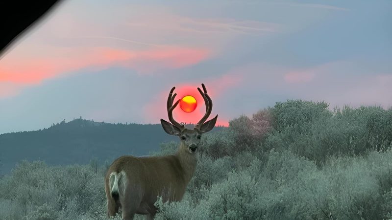 Deer and Sunset: A Captivating Photo Hours in the Making